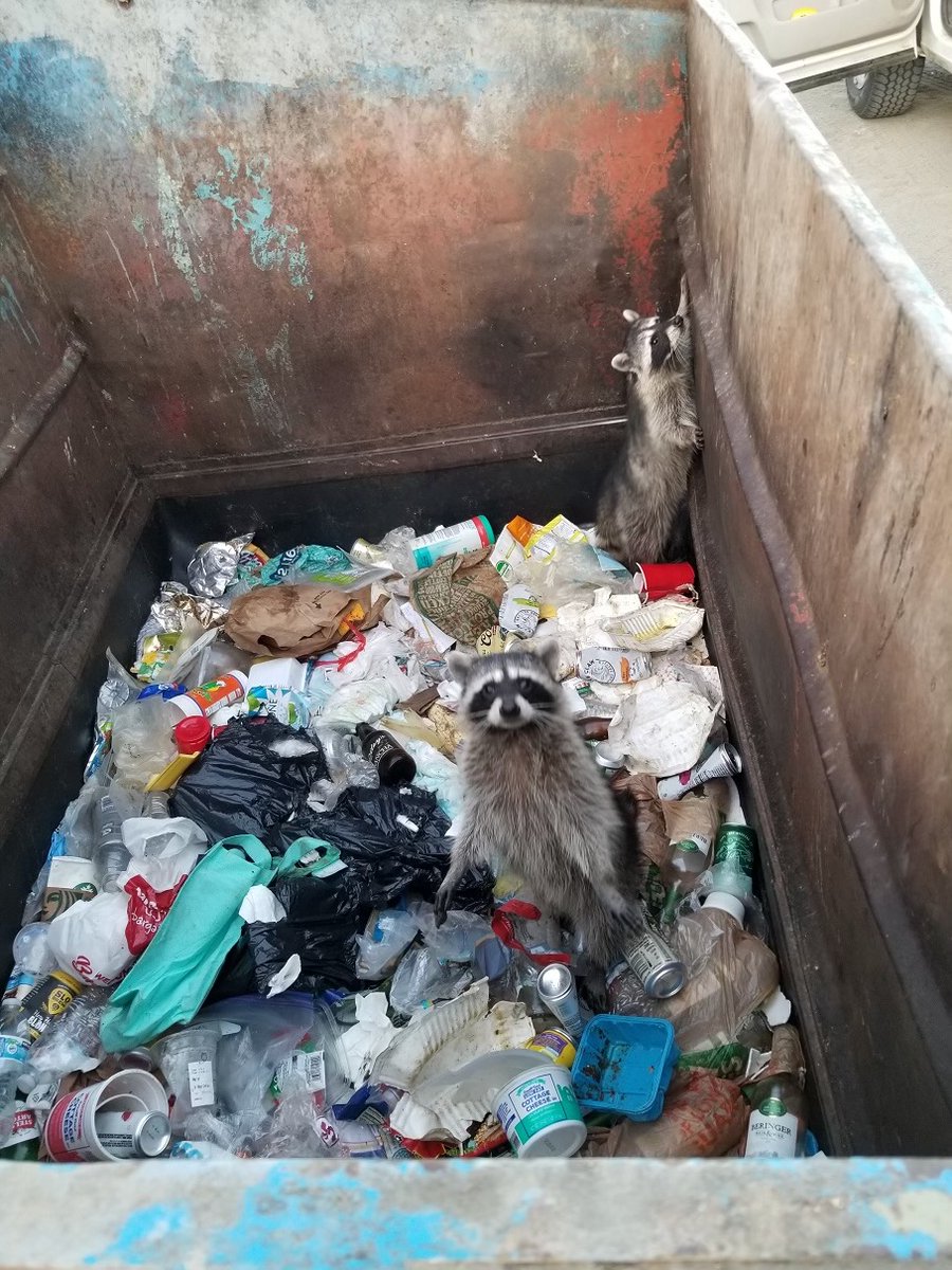 CAStateParks's tweet photo. Meet the new and improved #CAStateParks mascot - the lovable raccoon AKA trash pandas! 🦝 Raccoons are classified as furbears, pretty close to the current bear mascot. Plus, they help clean up, enforcing the leave no trace motto.

#FurReals https://t.co/TAismWHQwN