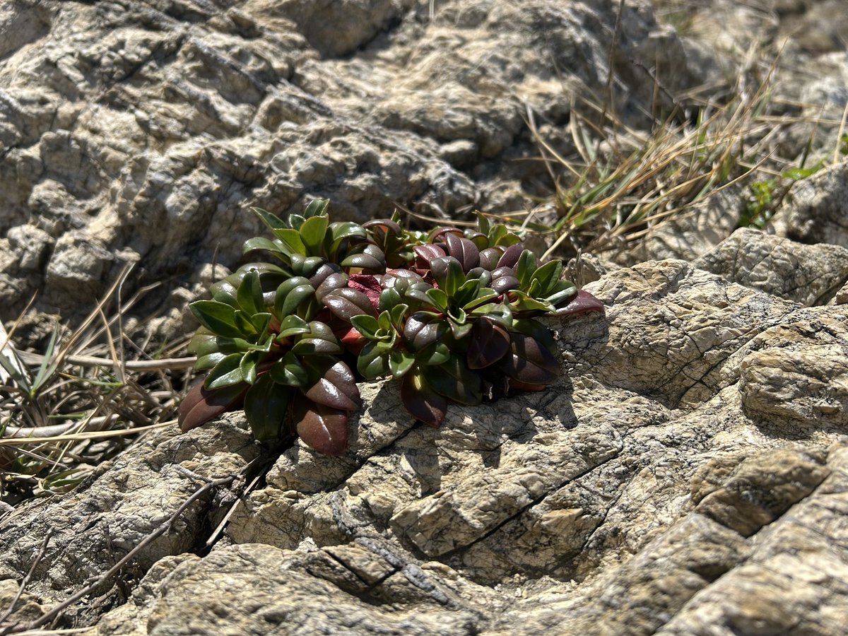 ハマボッス
高級感のある照りが良い