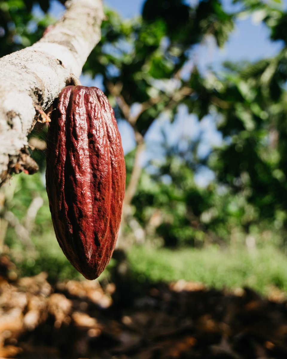 Luker Chocolate tweet media