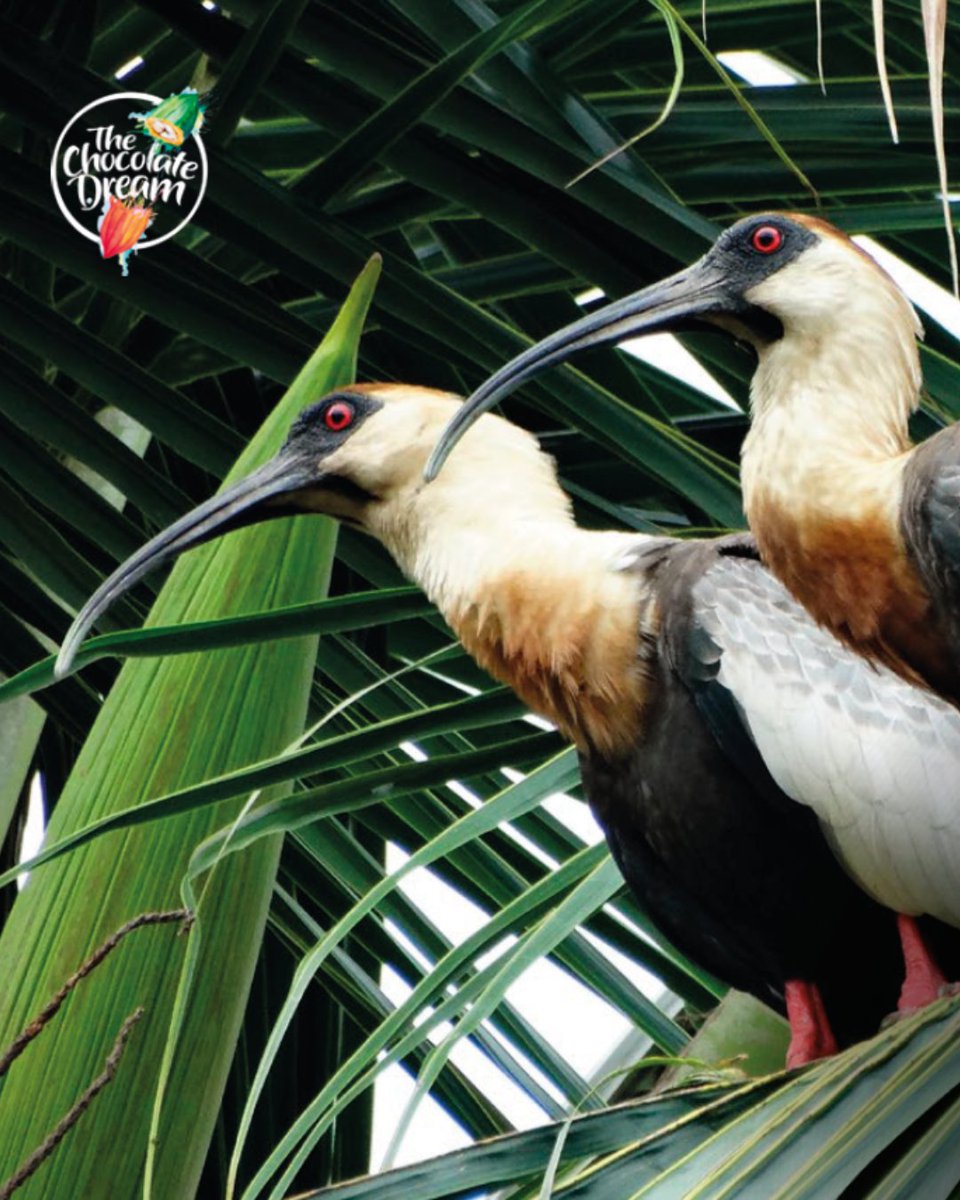 Luker Chocolate tweet media