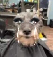 a maldição do daniels maneiro tweet media