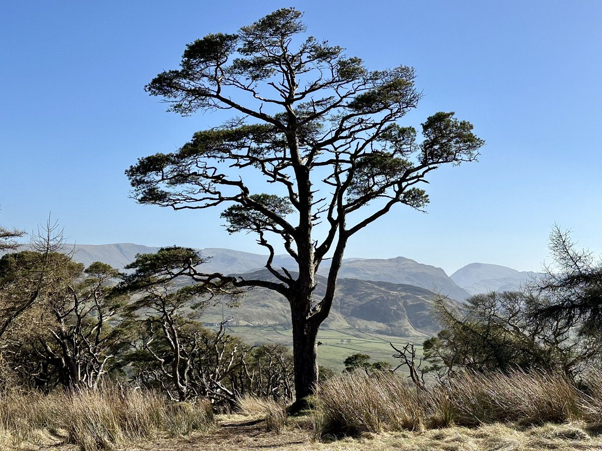 FellwalkerGirl's tweet photo. Fab little walk up Great Mell fell on Sunday. Unusual but lovely little fell, standing alone with lots of wonderful stunted and wind sculptured trees #Easternfells #Ullswater #Penrith #LakeDistrict #Cumbria #LoveWhereYouLive https://t.co/LjYt4egmbR