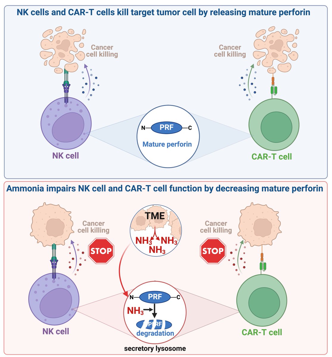 Our work has just been published in Cancer Research! We found that ammonia produced by cancer cells in the TME suppresses NK and T cells, which may reduce the efficacy of immunotherapies, including CAR-NK and CAR-T cell therapies <a href="/CR_AACR/">Cancer Research</a> <a href="/AACR/">AACR</a> 

aacrjournals.org/cancerres/arti…