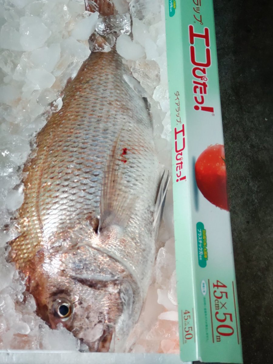 setsugetsuka201's tweet photo. 今「美味しい刺身、食べたいな〜」と思っている人、食べるべき魚！

天然真鯛と石鯛！是非食べてみて🧑‍🍳
春が近づいて産卵の時期。脂乗ってまっせ👍 https://t.co/D5CeuxmYRg