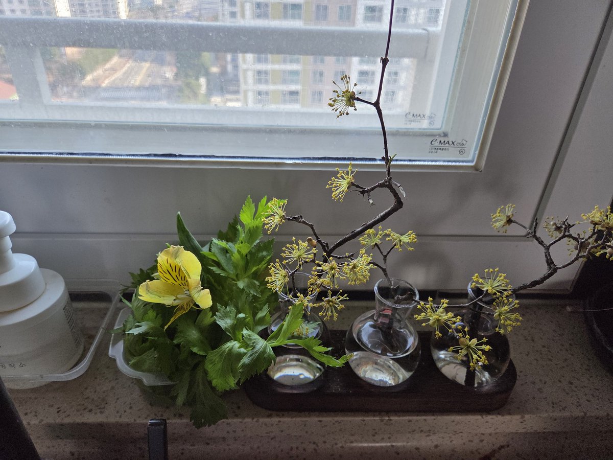 우리집 싱크대 존에도 봄이 왔어요
샐러리 잎사귀 버리기 아까워 
그속에 알스트로메리아 꽃 한송이
그리고 산수유 친구들
봄이 완성되었다