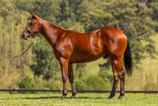 Lot 23 at <a href="/inglis_sales/">Inglis</a> Easter

Deep Field x Lashes colt.
1st foal for 5 time metro winning I Am Invincible mare and the only Deep Field colt in the sale.

HK buyers please form an orderly queue.
bit.ly/3EaSijB

With HP Thoroughbreds