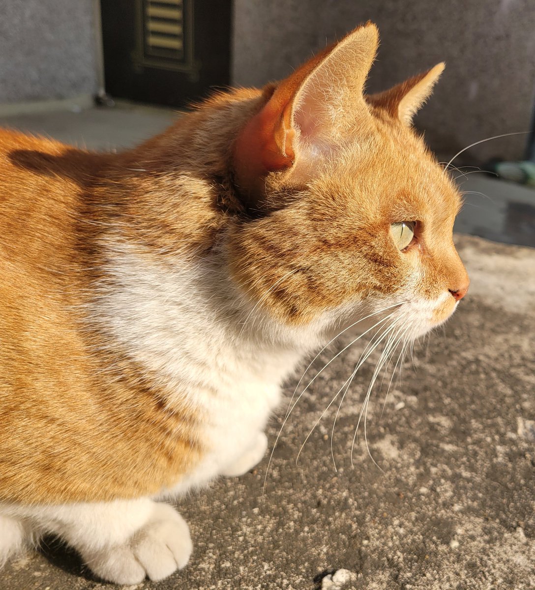 나의 유일한 안정제💊🐈