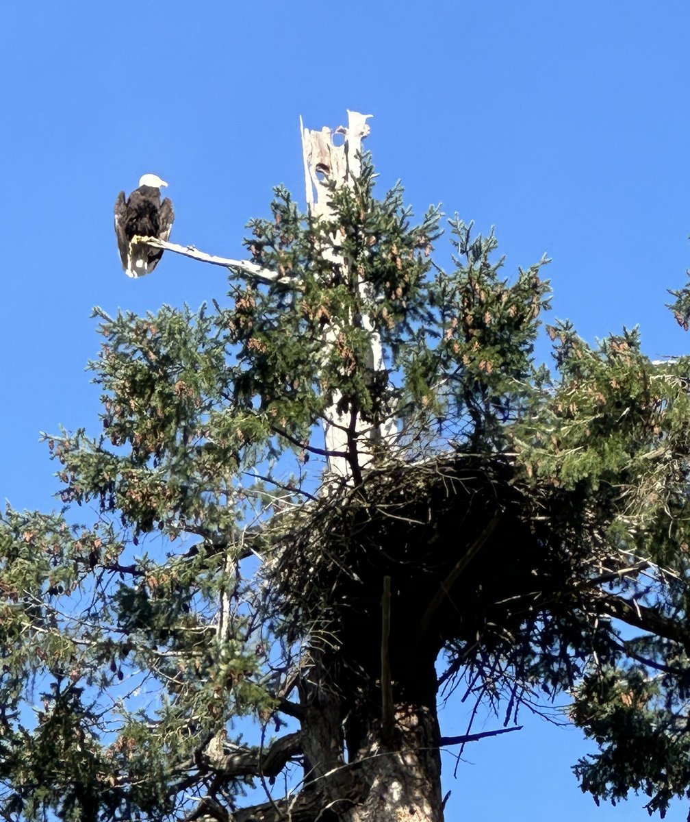 Out for a walk with the dogs and someone else was enjoying the sunny late afternoon. Nesting.