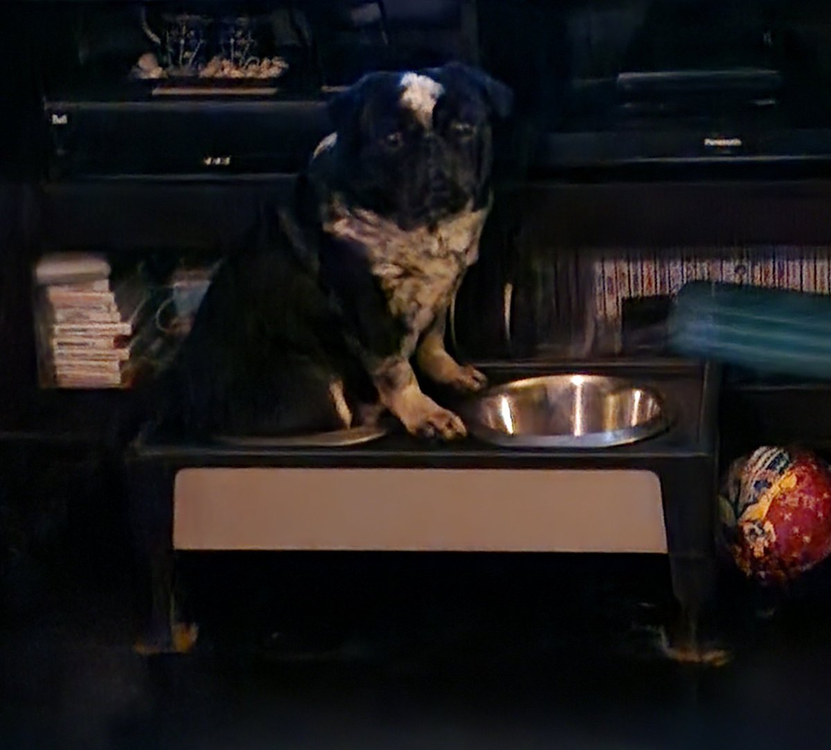 Gizmo has some weird 😳 eating habits... 🤔😜   LOL  😂