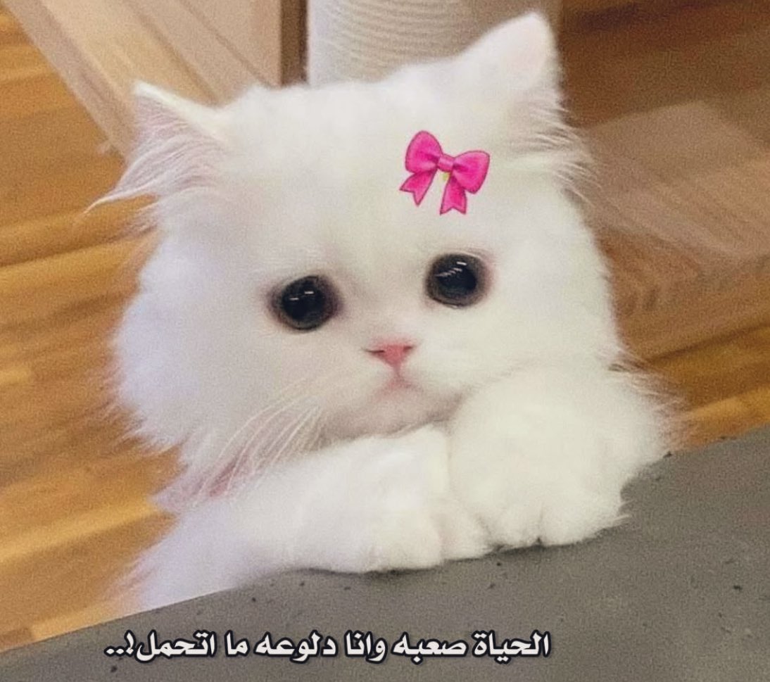 Egyptianmemees's tweet photo. https://t.co/2jAi00dr2C
