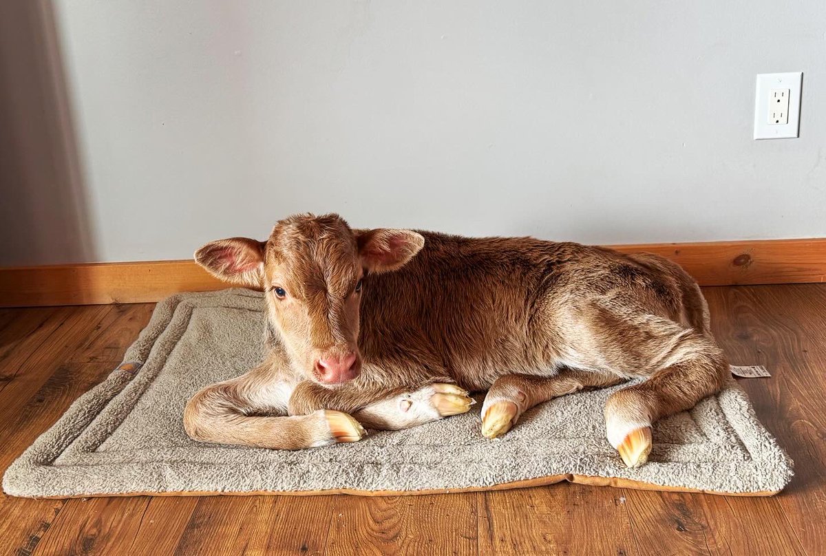 WhitetailDean's tweet photo. This little sweetheart is sure friendly enough but I’m still skeptical she’ll make a good shed dog😃😃. Cold start for the little heifer but nothing a warm stay the living-room cant fix. Swipe to see how her day started🥶🥶❄️
#longhorn #longhorncattle #bar13 #ranch https://t.co/AJnjMlgI1w