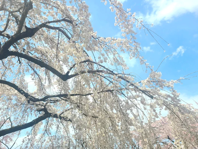 今日もきれいなしだれ桜#毎日春ウォーキング 