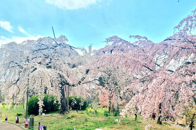 今日もきれいなしだれ桜#毎日春ウォーキング 