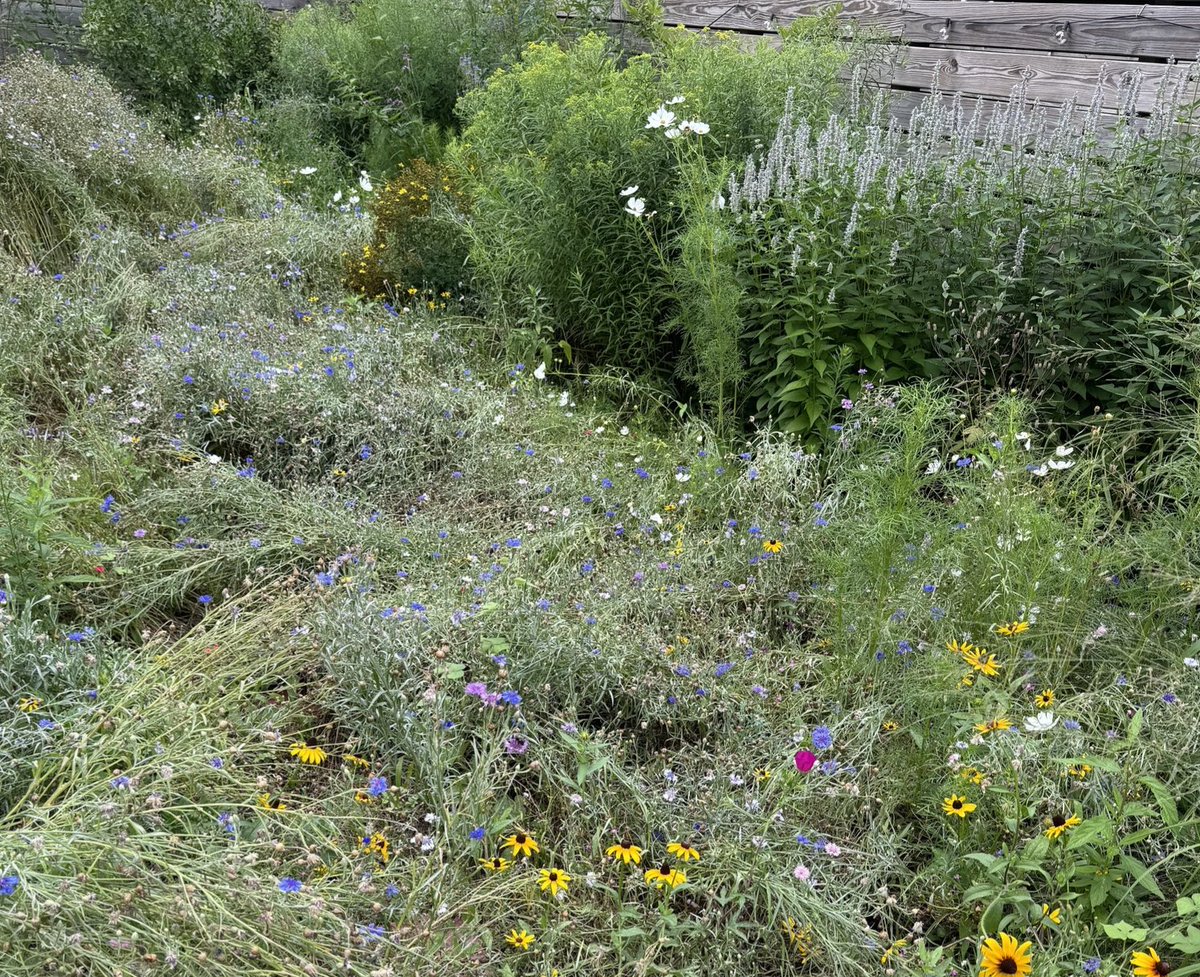 Last year we turned our Brooklyn backyard into a bee and insect and wildflower sanctuary. It succeeded beyond our wildest dreams. Strongly urge others to do the same.