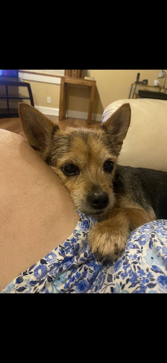 __nicolio's tweet photo. Had to put my childhood dog down today, rest in peace Bella you will forever be missed sweet girl 😓🤍 https://t.co/UCnBAtOp9e