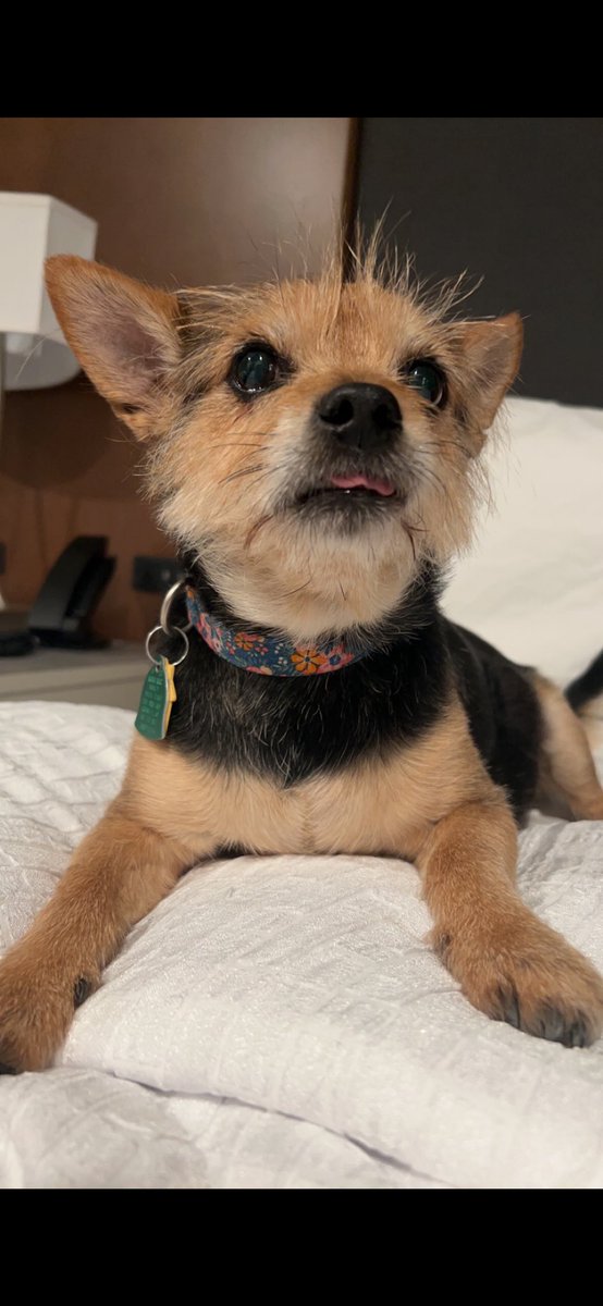 __nicolio's tweet photo. Had to put my childhood dog down today, rest in peace Bella you will forever be missed sweet girl 😓🤍 https://t.co/UCnBAtOp9e