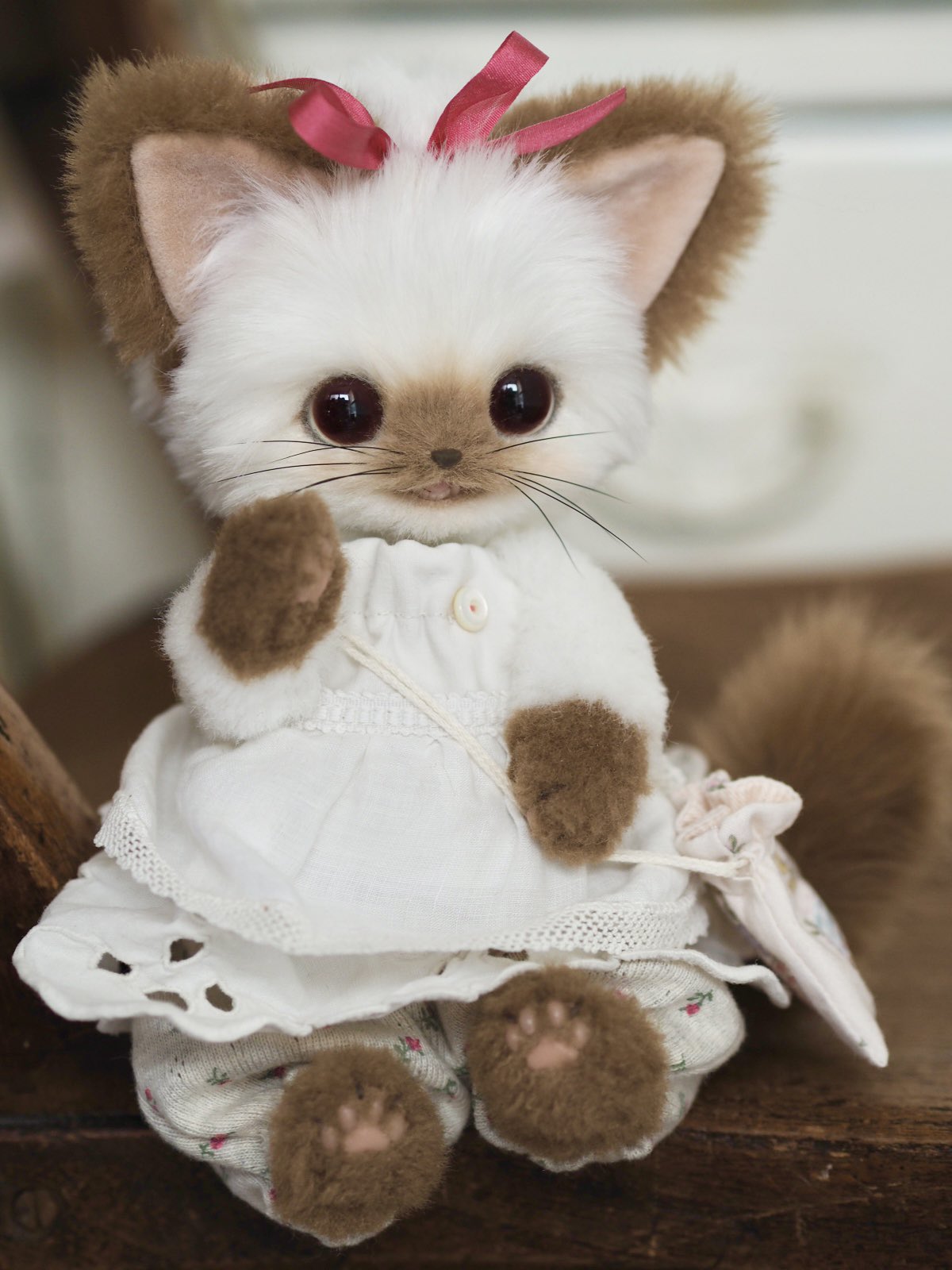 ⚮ . 黒猫ちゃん、白猫ちゃんとも 新しいおうち決まりました