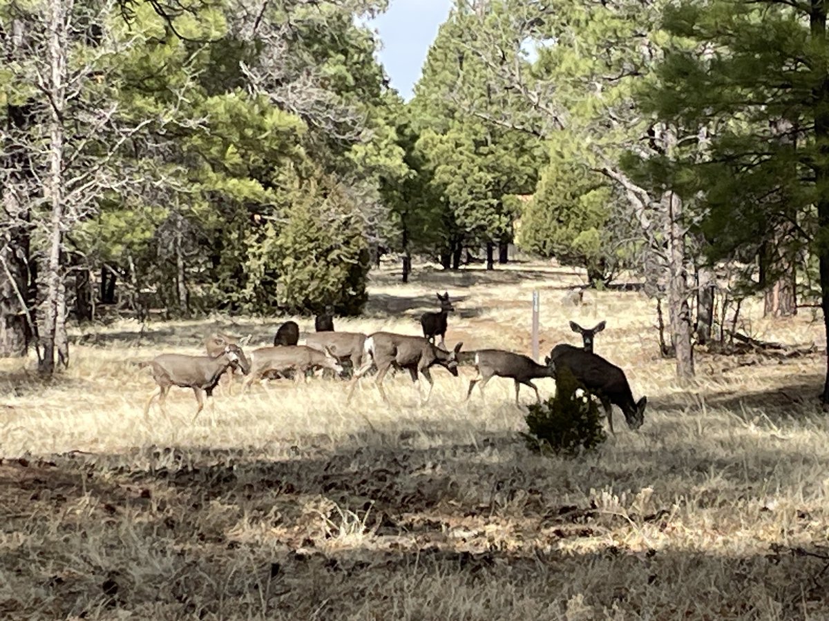 AlwaysWriteTime's tweet photo. After a morning filled with writerly things, met up with the cutest hiking buddies 😊 🦌
#MondayView https://t.co/GuxuopEhQu