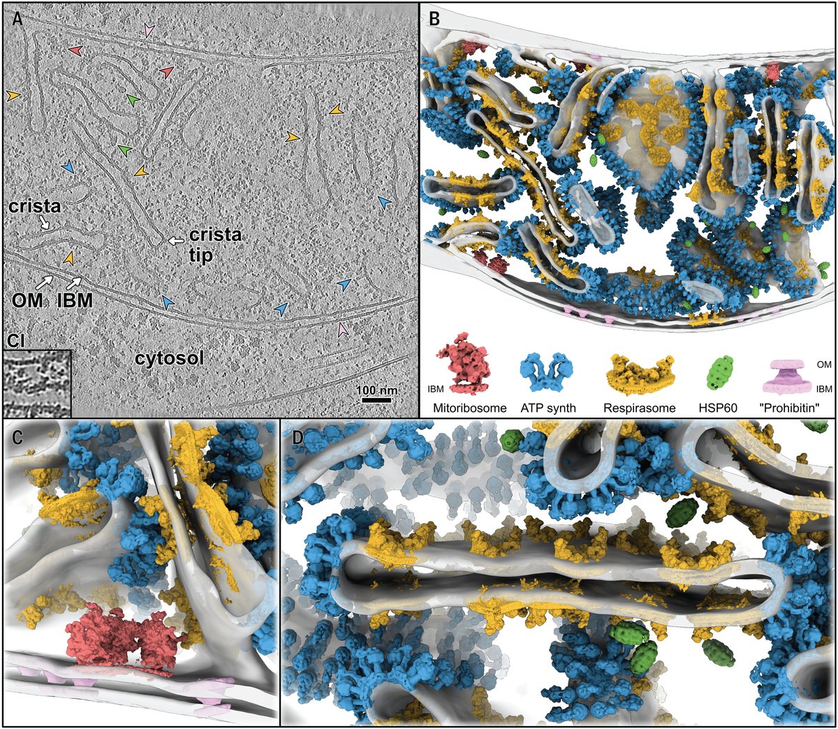 In a new Science study, cryo–electron tomography captures the in-cell architecture of the mitochondrial respiratory chain, illuminating how the coordinated action of molecular machines drives life’s fundamental energy conversion.

Learn more: scim.ag/4iT8mpD