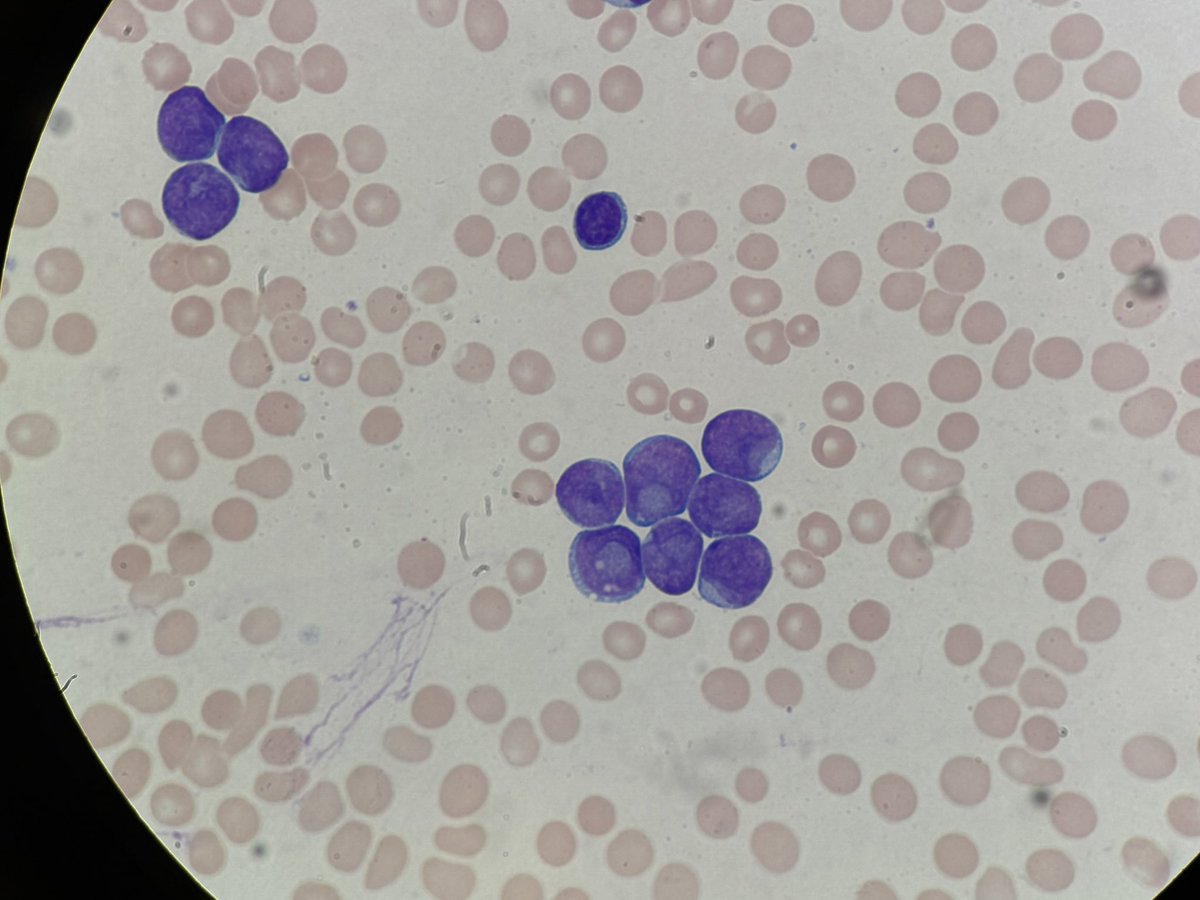 Kathryn Lindsey tweet media