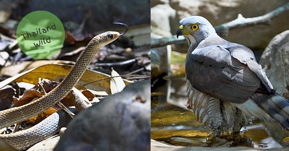 Wildlife Film News 307 - March 2025 is out! 🐸 #WFN307

Image from a recent #ThailandWild Youtube film ... we love all that #DarrylSweetland does. 🐍🦅🇹🇭 - mailchi.mp/139f2ebaaf47/w…