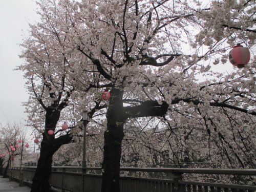 中板橋付近の桜の様子を毎日お届けします！
 
【2025年 #なかいたさくら便り】4月1日の桜
 
今日は雨降りだけど、満開の桜の下で一休み。
~旦(｡--｡) ﾌｩ~ ｵﾁｬｶﾞｵｲｼｲ

なかいた さくらブログ
nakaita.com/sakura/
 
#さくら #sakura #中板橋 #石神井川 #桜 #桜祭り #花見