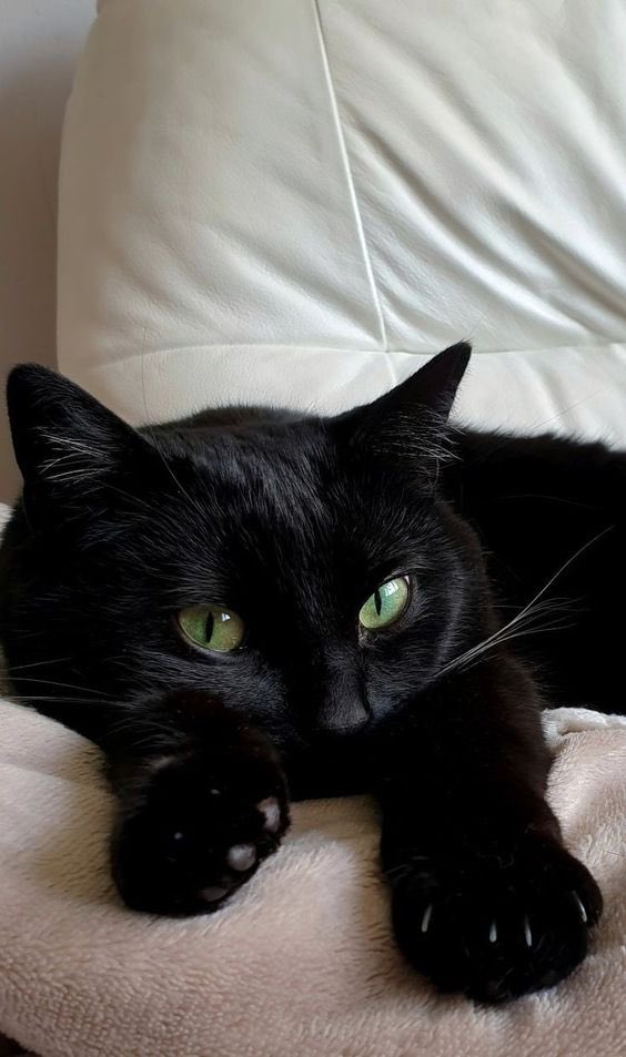 Todo Dia Gatinhos 🐾 tweet media