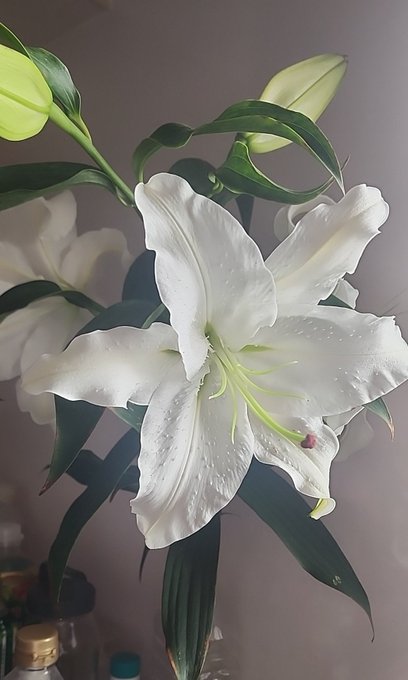 カサブランカサブ子咲いたよ 