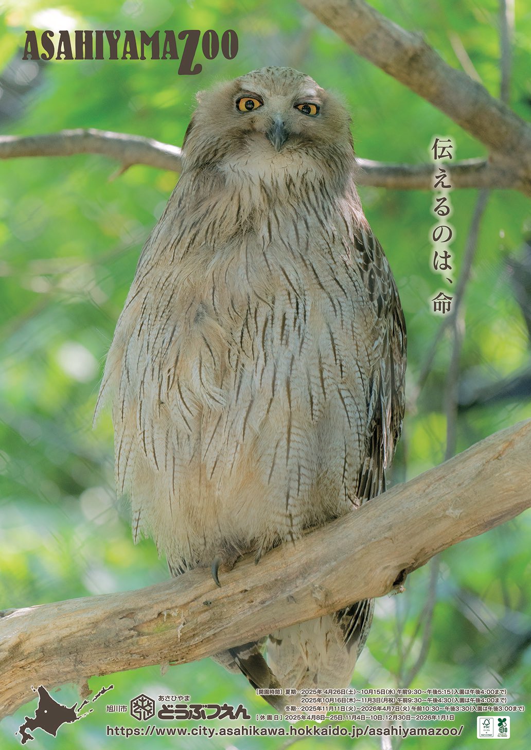 旭川市旭山動物園［公式］ on X: 