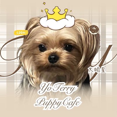 bunnycafe070320's tweet photo. 멍멍멍🐾 
나는 테리💞
내가 대스타👑

#Terry #테리
#AprilFoolsDay #만우절 https://t.co/oYinIfSvfL