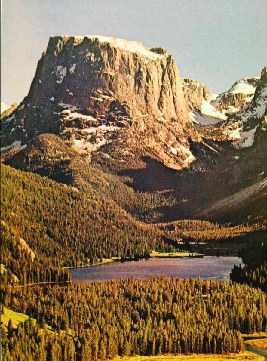 I am sorry but this was a tree