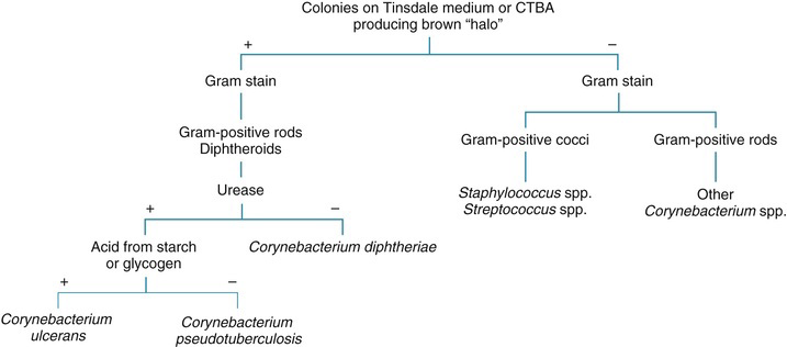 mlstranses's tweet image. Schematic diagram for the presumptive identification of 𝘊𝘰𝘳𝘺𝘯𝘦𝘣𝘢𝘤𝘵𝘦𝘳𝘪𝘶𝘮 𝘥𝘪𝘱𝘩𝘵𝘩𝘦𝘳𝘪𝘢𝘦. 
[Source: Mahon, 6th Ed.]