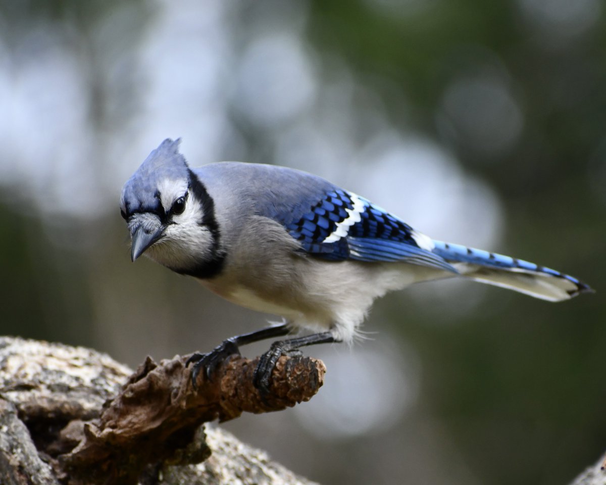 Blue Jay visit this morning💙