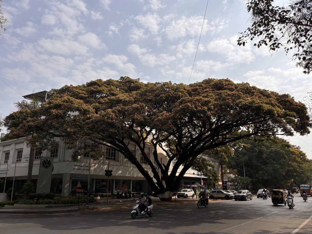 pargaien's tweet photo. This #thicktrunktuesday sharing this magnificent veteran giant Samania saman ( Rain tree)
#Punekar can identify the location 😊
#trees #Treepeople #greenindia #urbanforestry #streettrees #tree #NatureBeauty #AprilFoolsDay #aprilcoolday https://t.co/44HXjD4E65