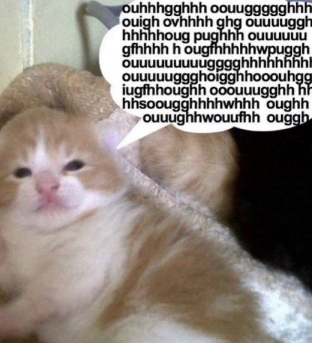 PunchingCat's tweet photo. https://t.co/4OBgDWHOn7