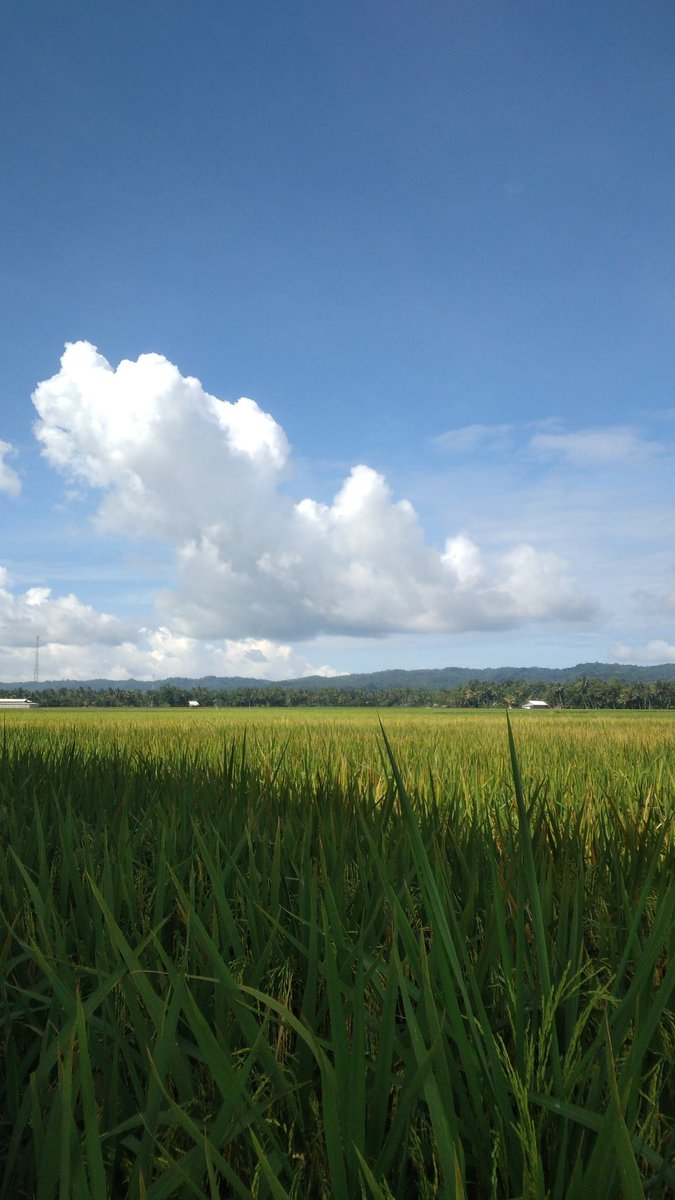 𝐤𝐚𝐞𝐥 tweet media