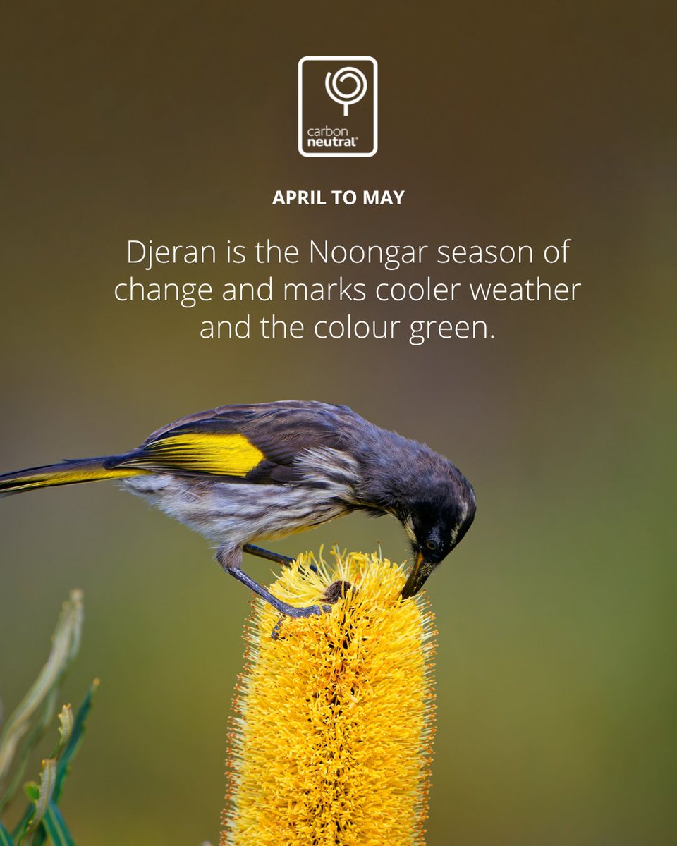 🍃 Djeran: The Noongar Season of Change 🌧️

April to May marks Djeran, the season of cooler weather and the vibrant colour green. With the end of scorching days, cool nights bring dewy mornings, and soft southerly breezes fill the air.

#Djeran #IndigenousKnowledge  #Biodiversity