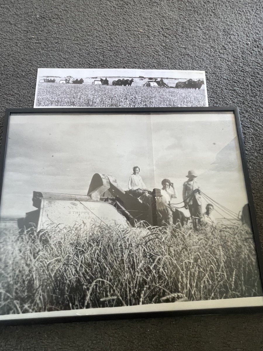 Just wondering if anyone could shed some light on the stripper harvesters in photos I presume they were imported by someone and how many years they came out for top picture maybe late 1920s not sure bottom picture around early 1930s TIA