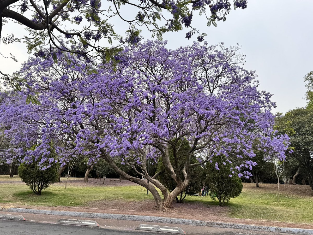 Leiza_'s tweet photo. @RicardoBSalinas @MLMSalinas @JorgeNikaidoB #JacarandaAzteca 
Y se pinta de color… https://t.co/gB6R55mhUr