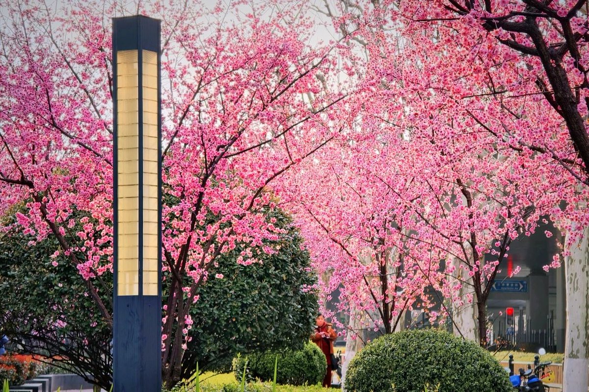IntlServicesSH's tweet photo. Look no further for spring beauty – the season is singing in #Shanghai's Hongkou district.
Pronus, known as "beauty plum blossoms" in Chinese, are in full bloom across Hongkou, filling the area with soft pinks and a subtle fragrance. #InShanghai #SpringInShanghai #naturewonder #flower #nature