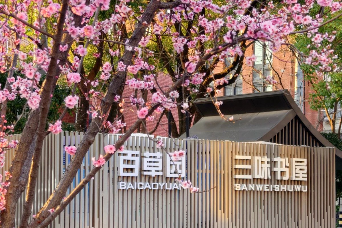 IntlServicesSH's tweet photo. Look no further for spring beauty – the season is singing in #Shanghai's Hongkou district.
Pronus, known as "beauty plum blossoms" in Chinese, are in full bloom across Hongkou, filling the area with soft pinks and a subtle fragrance. #InShanghai #SpringInShanghai #naturewonder #flower #nature