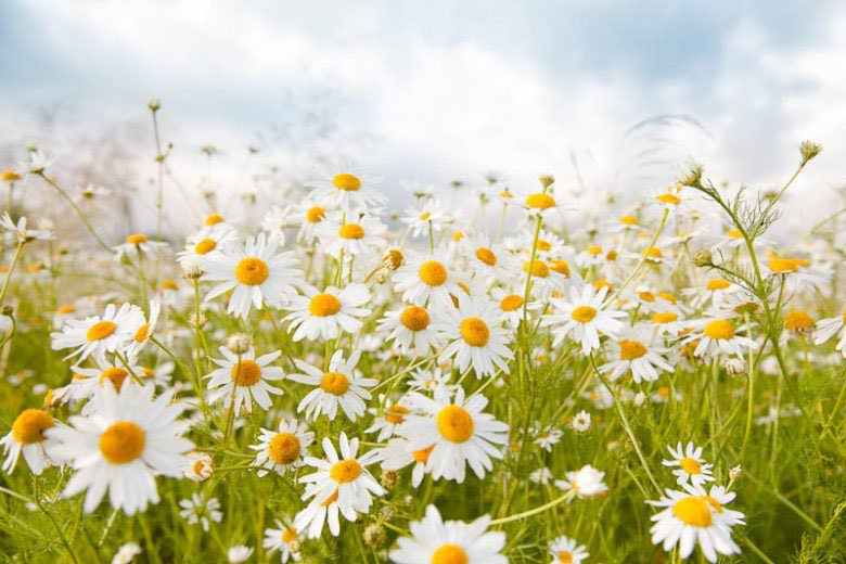 yara_lb's tweet photo. يوم جديد… وشهر جديد🌼
يا رب يكون شهر خير وبركة وتوفيق وصحة وسلااااااااام علينا وعليكم جميعاً يا رب🤗🤲🏻❤️
#صباح_الخير #يسعدلي_هالصباح #يارا https://t.co/yIMwdPeO09