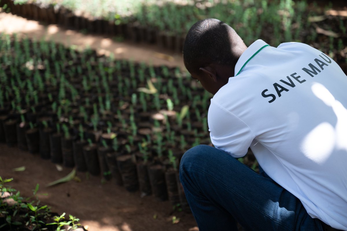 🌿 Restoring Mau Forest for a Sustainable Future 🌿

Save Mau Forest Initiative is committed to restoring our degraded Mau Forest by planting and growing indigenous tree nurseries and bamboo, which offers extensive environmental and economic benefits. <a href="/WWF_Kenya/">WWF-Kenya</a> <a href="/KCBGroup/">KCB Group Plc</a>