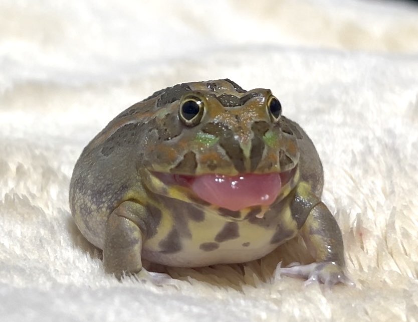 乱暴おまめちゃん tweet media