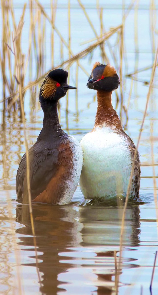 Gareth Bowes (@garbo69) on Twitter photo Black Necked Grebe and Slavonian Grebe at RSPB St Aidan’s yesterday. <a href="/teesbirds1/">teesbirds</a> <a href="/teesmouthbc/">Teesmouth Bird Club</a> <a href="/DurhamBirdClub/">Durham Bird Club</a> <a href="/Natures_Voice/">RSPB</a> <a href="/WildlifeMag/">BBC Wildlife</a> <a href="/BBCSpringwatch/">BBC Springwatch</a> <a href="/RSPBAireValley/">RSPB Fairburn Ings and RSPB St Aidan’s</a> <a href="/RSPBbirders/">RSPB Birders</a> Black Necked Grebe and Slavonian Grebe at RSPB St Aidan’s yesterday. <a href="/teesbirds1/">teesbirds</a> <a href="/teesmouthbc/">Teesmouth Bird Club</a> <a href="/DurhamBirdClub/">Durham Bird Club</a> <a href="/Natures_Voice/">RSPB</a> <a href="/WildlifeMag/">BBC Wildlife</a> <a href="/BBCSpringwatch/">BBC Springwatch</a> <a href="/RSPBAireValley/">RSPB Fairburn Ings and RSPB St Aidan’s</a> <a href="/RSPBbirders/">RSPB Birders</a>