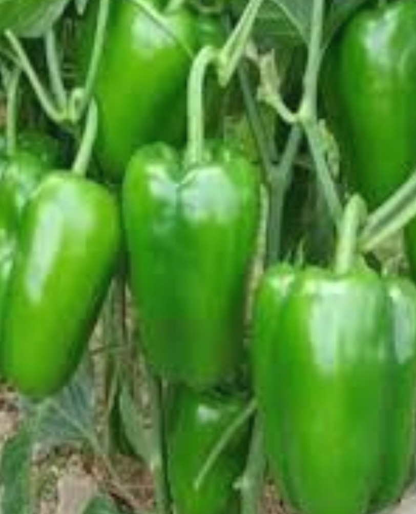 🫑 زراعة الفلفل 🌶️