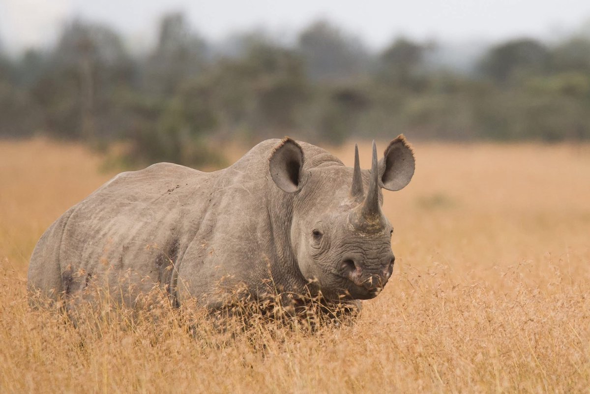 We considered doing an #AprilFools, but then we thought you'd probably just prefer some rhino pictures🦏