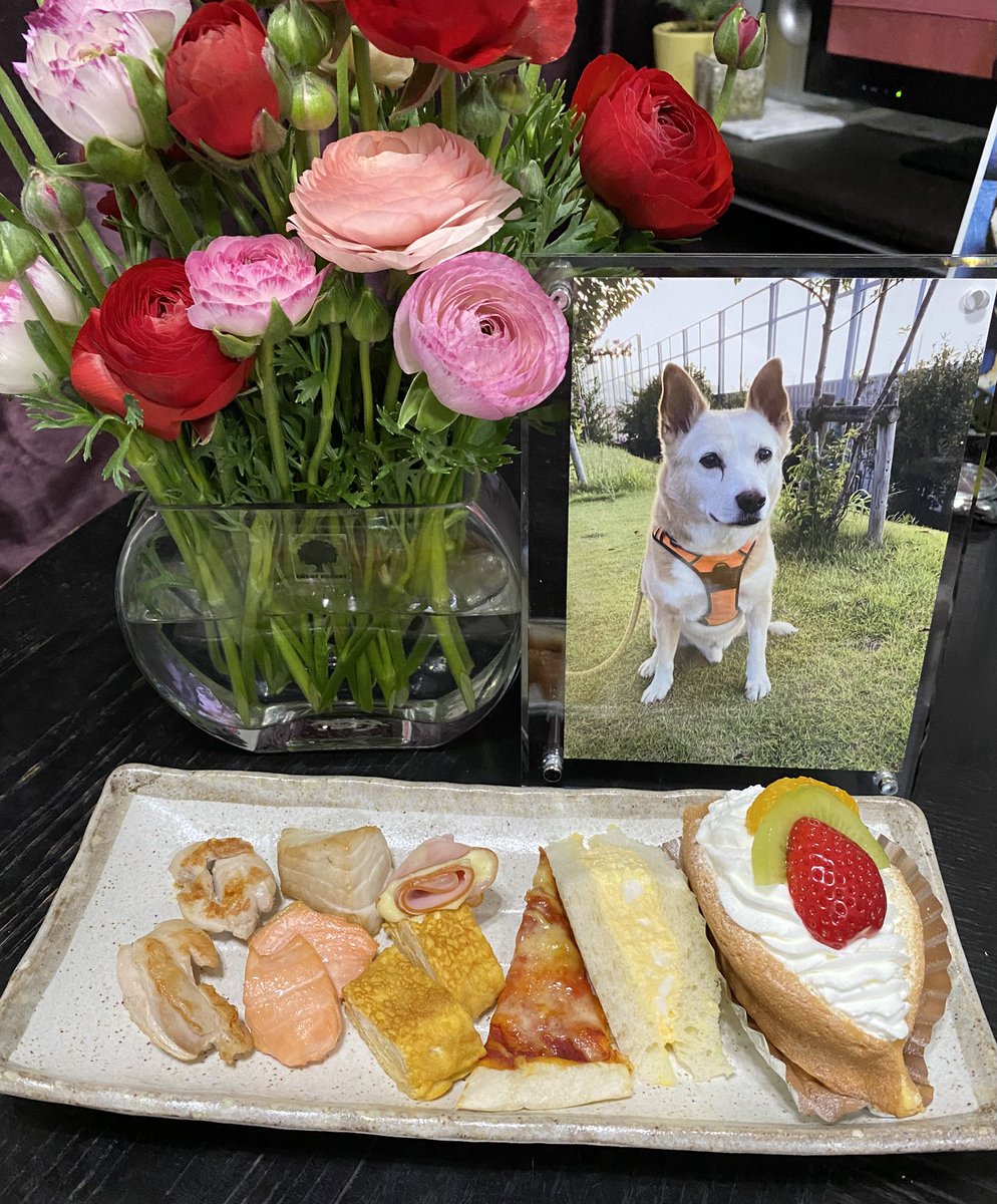 チャッピーが生きていたら16歳の誕生日です！
今日は家族で食べるご飯を一緒に食べます！
寒暖差が激しいので体調管理には気をつけて下さい！
早く戻って来て欲しいです。