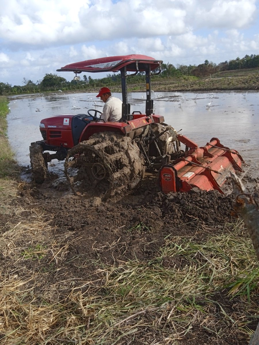 Alberto37126025's tweet photo. Saborido es un lector y estudioso de la cultura asiàtica en la producciòn de arroz, mientras opera el tractor con su rotobator, con ruedas fangueras, en el àrea del cultivo del cereal de la Finca El Rayo,todo un sabio en las materia. #juntosporvillaclara. https://t.co/wuGmItNCy6