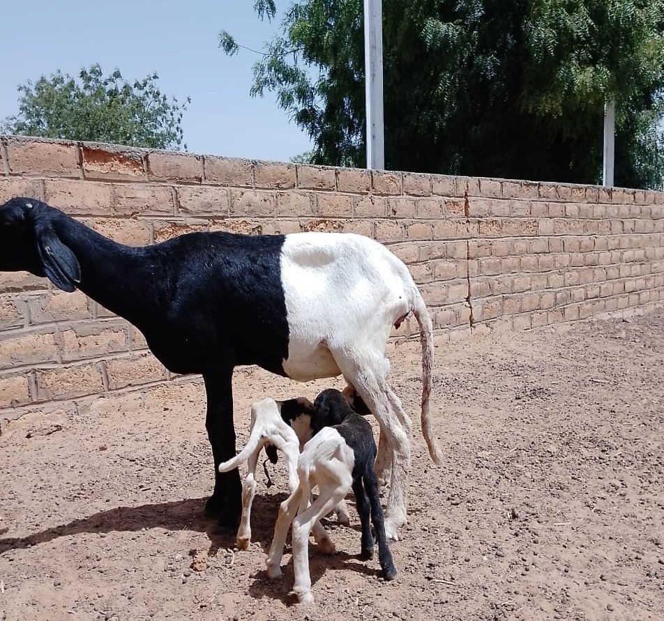 Hafiza M Inuwa (@hafiza_mi)  X